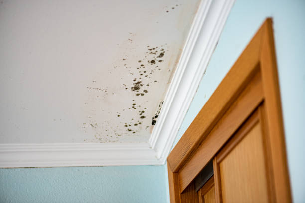 Best Black Mold Removal  in Covgton, IN