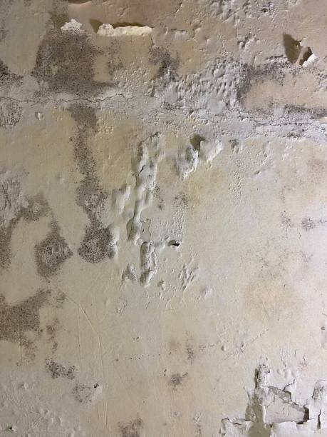 Best Commercial Mold Removal  in Covgton, IN