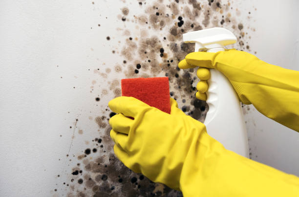 Best Local Mold Removal Service  in Covgton, IN