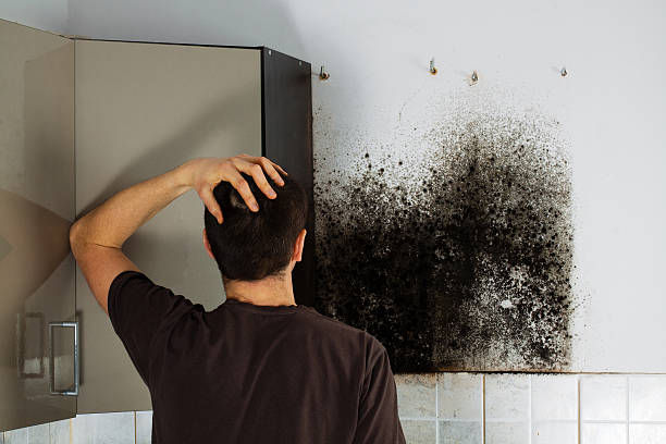 Professional Mold Removal in Covington, IN
