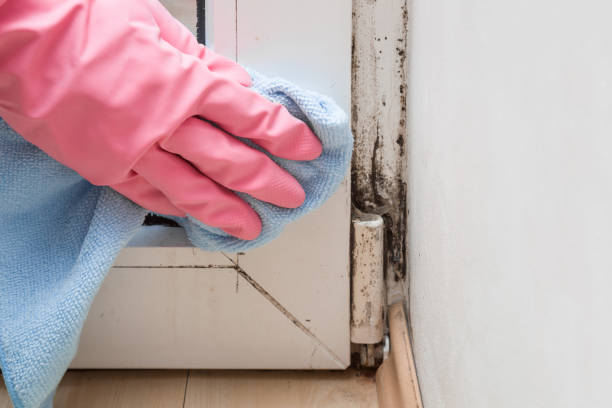 Best Crawl Space Mold Removal  in Covgton, IN